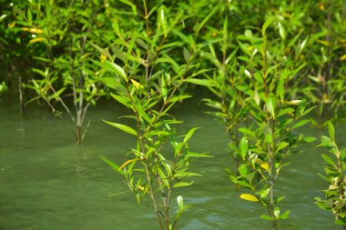 Mangrove Ormanı, Cox 's Bazar, Bangladeş' teki Bakkhali Nehri boyunca alçak gelgitten yüksek gelgite geçiş sırasında yer alır. Kıyı ekosistemi yükselen su seviyelerini ve Güney Asya 'daki tropikal gelgit bitki örtüsünü gösteriyor..