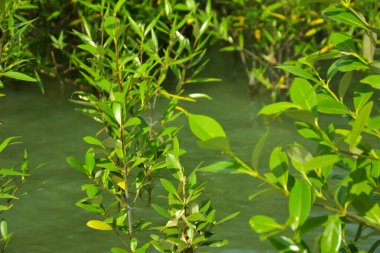 Mangrove Ormanı, Cox 's Bazar, Bangladeş' teki Bakkhali Nehri boyunca alçak gelgitten yüksek gelgite geçiş sırasında yer alır. Kıyı ekosistemi yükselen su seviyelerini ve Güney Asya 'daki tropikal gelgit bitki örtüsünü gösteriyor..