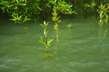 Mangrove Ormanı, Cox 's Bazar, Bangladeş' teki Bakkhali Nehri boyunca alçak gelgitten yüksek gelgite geçiş sırasında yer alır. Kıyı ekosistemi yükselen su seviyelerini ve Güney Asya 'daki tropikal gelgit bitki örtüsünü gösteriyor..