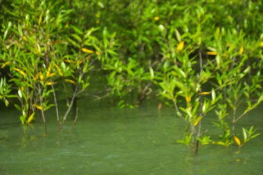 Mangrove Ormanı, Cox 's Bazar, Bangladeş' teki Bakkhali Nehri boyunca alçak gelgitten yüksek gelgite geçiş sırasında yer alır. Kıyı ekosistemi yükselen su seviyelerini ve Güney Asya 'daki tropikal gelgit bitki örtüsünü gösteriyor..
