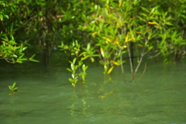 Mangrove Ormanı, Cox 's Bazar, Bangladeş' teki Bakkhali Nehri boyunca alçak gelgitten yüksek gelgite geçiş sırasında yer alır. Kıyı ekosistemi yükselen su seviyelerini ve Güney Asya 'daki tropikal gelgit bitki örtüsünü gösteriyor..