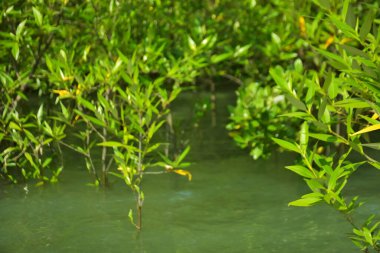 Mangrove Ormanı, Cox 's Bazar, Bangladeş' teki Bakkhali Nehri boyunca alçak gelgitten yüksek gelgite geçiş sırasında yer alır. Kıyı ekosistemi yükselen su seviyelerini ve Güney Asya 'daki tropikal gelgit bitki örtüsünü gösteriyor..