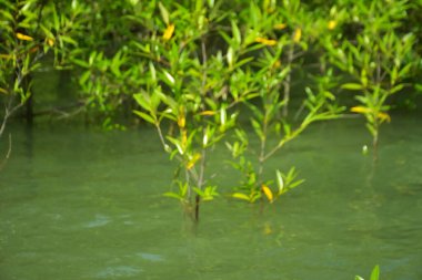 Mangrove Ormanı, Cox 's Bazar, Bangladeş' teki Bakkhali Nehri boyunca alçak gelgitten yüksek gelgite geçiş sırasında yer alır. Kıyı ekosistemi yükselen su seviyelerini ve Güney Asya 'daki tropikal gelgit bitki örtüsünü gösteriyor..