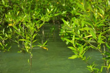 Mangrove Ormanı, Cox 's Bazar, Bangladeş' teki Bakkhali Nehri boyunca alçak gelgitten yüksek gelgite geçiş sırasında yer alır. Kıyı ekosistemi yükselen su seviyelerini ve Güney Asya 'daki tropikal gelgit bitki örtüsünü gösteriyor..