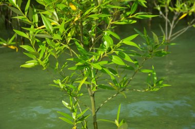 Mangrove Ormanı, Cox 's Bazar, Bangladeş' teki Bakkhali Nehri boyunca alçak gelgitten yüksek gelgite geçiş sırasında yer alır. Kıyı ekosistemi yükselen su seviyelerini ve Güney Asya 'daki tropikal gelgit bitki örtüsünü gösteriyor..