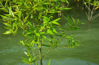 Mangrove Ormanı, Cox 's Bazar, Bangladeş' teki Bakkhali Nehri boyunca alçak gelgitten yüksek gelgite geçiş sırasında yer alır. Kıyı ekosistemi yükselen su seviyelerini ve Güney Asya 'daki tropikal gelgit bitki örtüsünü gösteriyor..