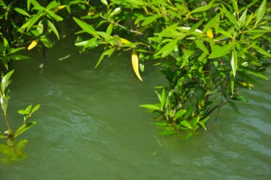 Mangrove Ormanı, Cox 's Bazar, Bangladeş' teki Bakkhali Nehri boyunca alçak gelgitten yüksek gelgite geçiş sırasında yer alır. Kıyı ekosistemi yükselen su seviyelerini ve Güney Asya 'daki tropikal gelgit bitki örtüsünü gösteriyor..