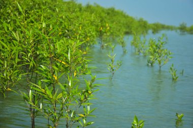 Mangrove Ormanı, Cox 's Bazar, Bangladeş' teki Bakkhali Nehri boyunca alçak gelgitten yüksek gelgite geçiş sırasında yer alır. Kıyı ekosistemi yükselen su seviyelerini ve Güney Asya 'daki tropikal gelgit bitki örtüsünü gösteriyor..