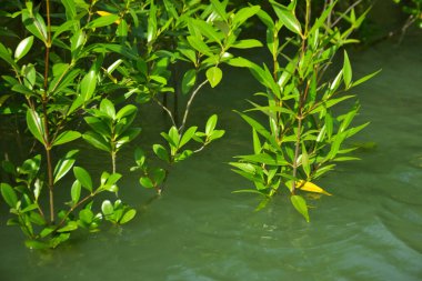 Mangrove Ormanı, Cox 's Bazar, Bangladeş' teki Bakkhali Nehri boyunca alçak gelgitten yüksek gelgite geçiş sırasında yer alır. Kıyı ekosistemi yükselen su seviyelerini ve Güney Asya 'daki tropikal gelgit bitki örtüsünü gösteriyor..