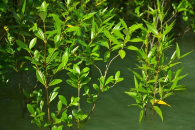Mangrove Ormanı, Cox 's Bazar, Bangladeş' teki Bakkhali Nehri boyunca alçak gelgitten yüksek gelgite geçiş sırasında yer alır. Kıyı ekosistemi yükselen su seviyelerini ve Güney Asya 'daki tropikal gelgit bitki örtüsünü gösteriyor..