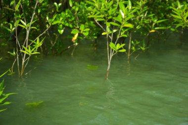 Mangrove Ormanı, Cox 's Bazar, Bangladeş' teki Bakkhali Nehri boyunca alçak gelgitten yüksek gelgite geçiş sırasında yer alır. Kıyı ekosistemi yükselen su seviyelerini ve Güney Asya 'daki tropikal gelgit bitki örtüsünü gösteriyor..
