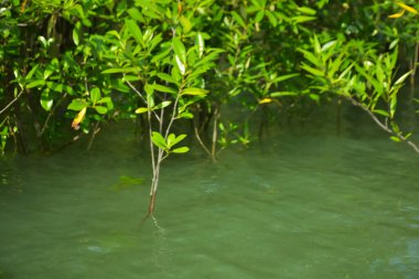 Mangrove Ormanı, Cox 's Bazar, Bangladeş' teki Bakkhali Nehri boyunca alçak gelgitten yüksek gelgite geçiş sırasında yer alır. Kıyı ekosistemi yükselen su seviyelerini ve Güney Asya 'daki tropikal gelgit bitki örtüsünü gösteriyor..