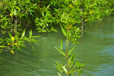 Mangrove Ormanı, Cox 's Bazar, Bangladeş' teki Bakkhali Nehri boyunca alçak gelgitten yüksek gelgite geçiş sırasında yer alır. Kıyı ekosistemi yükselen su seviyelerini ve Güney Asya 'daki tropikal gelgit bitki örtüsünü gösteriyor..