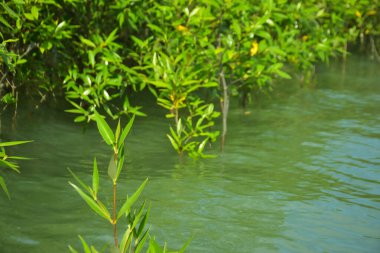 Mangrove Ormanı, Cox 's Bazar, Bangladeş' teki Bakkhali Nehri boyunca alçak gelgitten yüksek gelgite geçiş sırasında yer alır. Kıyı ekosistemi yükselen su seviyelerini ve Güney Asya 'daki tropikal gelgit bitki örtüsünü gösteriyor..