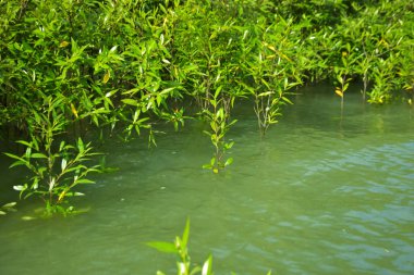 Mangrove Ormanı, Cox 's Bazar, Bangladeş' teki Bakkhali Nehri boyunca alçak gelgitten yüksek gelgite geçiş sırasında yer alır. Kıyı ekosistemi yükselen su seviyelerini ve Güney Asya 'daki tropikal gelgit bitki örtüsünü gösteriyor..