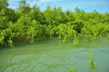 Mangrove Ormanı, Cox 's Bazar, Bangladeş' teki Bakkhali Nehri boyunca alçak gelgitten yüksek gelgite geçiş sırasında yer alır. Kıyı ekosistemi yükselen su seviyelerini ve Güney Asya 'daki tropikal gelgit bitki örtüsünü gösteriyor..