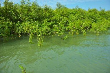 Mangrove Ormanı, Cox 's Bazar, Bangladeş' teki Bakkhali Nehri boyunca alçak gelgitten yüksek gelgite geçiş sırasında yer alır. Kıyı ekosistemi yükselen su seviyelerini ve Güney Asya 'daki tropikal gelgit bitki örtüsünü gösteriyor..