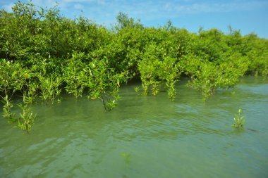 Mangrove Ormanı, Cox 's Bazar, Bangladeş' teki Bakkhali Nehri boyunca alçak gelgitten yüksek gelgite geçiş sırasında yer alır. Kıyı ekosistemi yükselen su seviyelerini ve Güney Asya 'daki tropikal gelgit bitki örtüsünü gösteriyor..