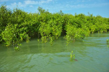 Mangrove Ormanı, Cox 's Bazar, Bangladeş' teki Bakkhali Nehri boyunca alçak gelgitten yüksek gelgite geçiş sırasında yer alır. Kıyı ekosistemi yükselen su seviyelerini ve Güney Asya 'daki tropikal gelgit bitki örtüsünü gösteriyor..
