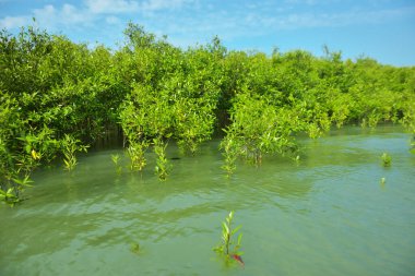 Mangrove Ormanı, Cox 's Bazar, Bangladeş' teki Bakkhali Nehri boyunca alçak gelgitten yüksek gelgite geçiş sırasında yer alır. Kıyı ekosistemi yükselen su seviyelerini ve Güney Asya 'daki tropikal gelgit bitki örtüsünü gösteriyor..