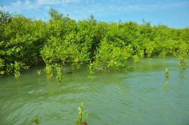 Mangrove Ormanı, Cox 's Bazar, Bangladeş' teki Bakkhali Nehri boyunca alçak gelgitten yüksek gelgite geçiş sırasında yer alır. Kıyı ekosistemi yükselen su seviyelerini ve Güney Asya 'daki tropikal gelgit bitki örtüsünü gösteriyor..