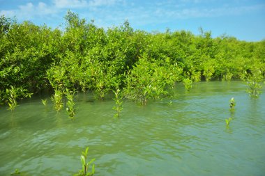 Mangrove Ormanı, Cox 's Bazar, Bangladeş' teki Bakkhali Nehri boyunca alçak gelgitten yüksek gelgite geçiş sırasında yer alır. Kıyı ekosistemi yükselen su seviyelerini ve Güney Asya 'daki tropikal gelgit bitki örtüsünü gösteriyor..