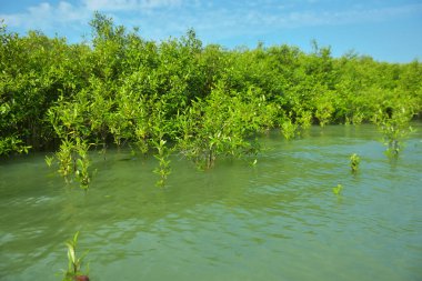 Mangrove Ormanı, Cox 's Bazar, Bangladeş' teki Bakkhali Nehri boyunca alçak gelgitten yüksek gelgite geçiş sırasında yer alır. Kıyı ekosistemi yükselen su seviyelerini ve Güney Asya 'daki tropikal gelgit bitki örtüsünü gösteriyor..