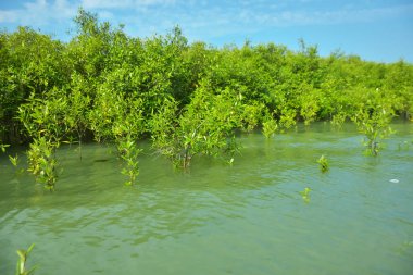 Mangrove Ormanı, Cox 's Bazar, Bangladeş' teki Bakkhali Nehri boyunca alçak gelgitten yüksek gelgite geçiş sırasında yer alır. Kıyı ekosistemi yükselen su seviyelerini ve Güney Asya 'daki tropikal gelgit bitki örtüsünü gösteriyor..