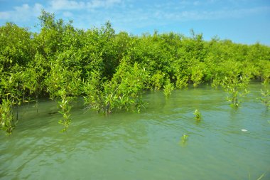 Mangrove Ormanı, Cox 's Bazar, Bangladeş' teki Bakkhali Nehri boyunca alçak gelgitten yüksek gelgite geçiş sırasında yer alır. Kıyı ekosistemi yükselen su seviyelerini ve Güney Asya 'daki tropikal gelgit bitki örtüsünü gösteriyor..