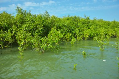Cox 's Bazar, Bangladeş' teki Bakkhali Nehri boyunca uzanan Mangrove bitki örtüsü, tropikal bir kıyı ekosistemindeki gelgit sırasında sakin gelgit sularını gösteriyor..