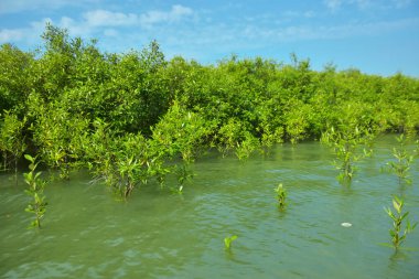 Cox 's Bazar, Bangladeş' teki Bakkhali Nehri boyunca uzanan Mangrove bitki örtüsü, tropikal bir kıyı ekosistemindeki gelgit sırasında sakin gelgit sularını gösteriyor..