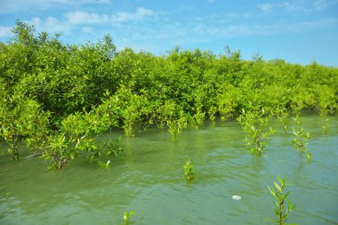 Cox 's Bazar, Bangladeş' teki Bakkhali Nehri boyunca uzanan Mangrove bitki örtüsü, tropikal bir kıyı ekosistemindeki gelgit sırasında sakin gelgit sularını gösteriyor..
