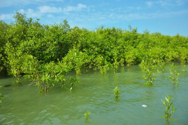 Cox 's Bazar, Bangladeş' teki Bakkhali Nehri boyunca uzanan Mangrove bitki örtüsü, tropikal bir kıyı ekosistemindeki gelgit sırasında sakin gelgit sularını gösteriyor..