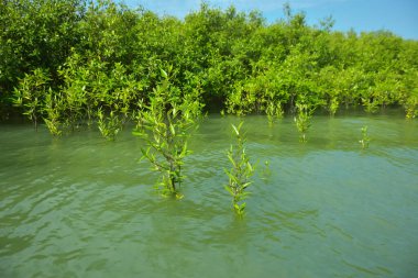 Cox 's Bazar, Bangladeş' teki Bakkhali Nehri boyunca uzanan Mangrove bitki örtüsü, tropikal bir kıyı ekosistemindeki gelgit sırasında sakin gelgit sularını gösteriyor..