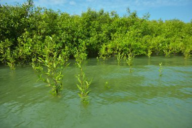 Cox 's Bazar, Bangladeş' teki Bakkhali Nehri boyunca uzanan Mangrove bitki örtüsü, tropikal bir kıyı ekosistemindeki gelgit sırasında sakin gelgit sularını gösteriyor..