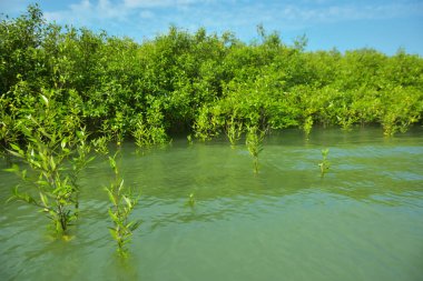Cox 's Bazar, Bangladeş' teki Bakkhali Nehri boyunca uzanan Mangrove bitki örtüsü, tropikal bir kıyı ekosistemindeki gelgit sırasında sakin gelgit sularını gösteriyor..