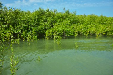 Cox 's Bazar, Bangladeş' teki Bakkhali Nehri boyunca uzanan Mangrove bitki örtüsü, tropikal bir kıyı ekosistemindeki gelgit sırasında sakin gelgit sularını gösteriyor..