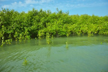 Cox 's Bazar, Bangladeş' teki Bakkhali Nehri boyunca uzanan Mangrove bitki örtüsü, tropikal bir kıyı ekosistemindeki gelgit sırasında sakin gelgit sularını gösteriyor..