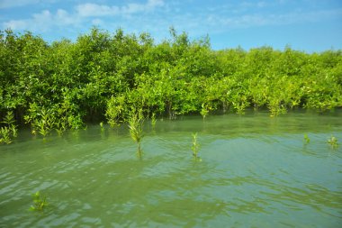 Cox 's Bazar, Bangladeş' teki Bakkhali Nehri boyunca uzanan Mangrove bitki örtüsü, tropikal bir kıyı ekosistemindeki gelgit sırasında sakin gelgit sularını gösteriyor..