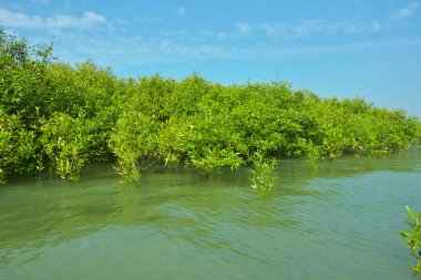 Cox 's Bazar, Bangladeş' teki Bakkhali Nehri boyunca uzanan Mangrove bitki örtüsü, tropikal bir kıyı ekosistemindeki gelgit sırasında sakin gelgit sularını gösteriyor..