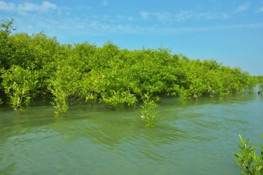 Cox 's Bazar, Bangladeş' teki Bakkhali Nehri boyunca uzanan Mangrove bitki örtüsü, tropikal bir kıyı ekosistemindeki gelgit sırasında sakin gelgit sularını gösteriyor..