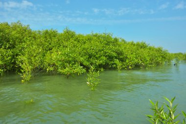 Cox 's Bazar, Bangladeş' teki Bakkhali Nehri boyunca uzanan Mangrove bitki örtüsü, tropikal bir kıyı ekosistemindeki gelgit sırasında sakin gelgit sularını gösteriyor..