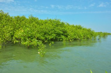 Cox 's Bazar, Bangladeş' teki Bakkhali Nehri boyunca uzanan Mangrove bitki örtüsü, tropikal bir kıyı ekosistemindeki gelgit sırasında sakin gelgit sularını gösteriyor..