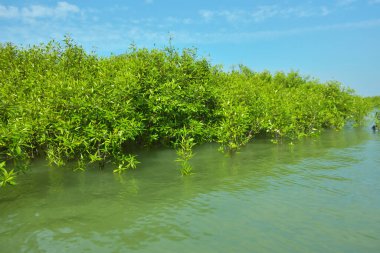Cox 's Bazar, Bangladeş' teki Bakkhali Nehri boyunca uzanan Mangrove bitki örtüsü, tropikal bir kıyı ekosistemindeki gelgit sırasında sakin gelgit sularını gösteriyor..
