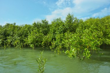 Cox 's Bazar, Bangladeş' teki Bakkhali Nehri boyunca uzanan Mangrove bitki örtüsü, tropikal bir kıyı ekosistemindeki gelgit sırasında sakin gelgit sularını gösteriyor..