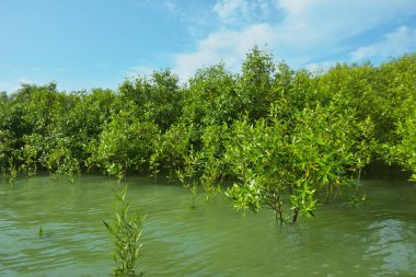 Cox 's Bazar, Bangladeş' teki Bakkhali Nehri boyunca uzanan Mangrove bitki örtüsü, tropikal bir kıyı ekosistemindeki gelgit sırasında sakin gelgit sularını gösteriyor..