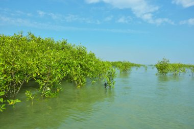 Cox 's Bazar, Bangladeş' teki Bakkhali Nehri boyunca uzanan Mangrove bitki örtüsü, tropikal bir kıyı ekosistemindeki gelgit sırasında sakin gelgit sularını gösteriyor..