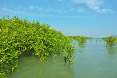 Cox 's Bazar, Bangladeş' teki Bakkhali Nehri boyunca uzanan Mangrove bitki örtüsü, tropikal bir kıyı ekosistemindeki gelgit sırasında sakin gelgit sularını gösteriyor..