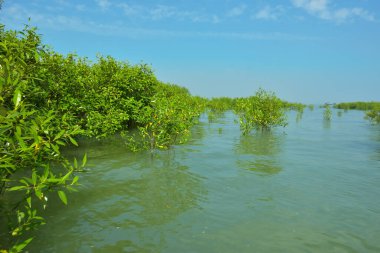 Cox 's Bazar, Bangladeş' teki Bakkhali Nehri boyunca uzanan Mangrove bitki örtüsü, tropikal bir kıyı ekosistemindeki gelgit sırasında sakin gelgit sularını gösteriyor..