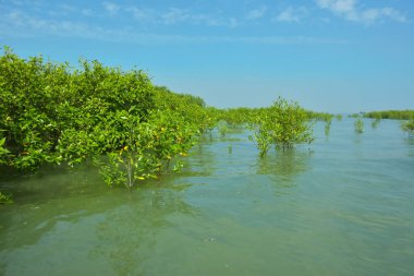 Cox 's Bazar, Bangladeş' teki Bakkhali Nehri boyunca uzanan Mangrove bitki örtüsü, tropikal bir kıyı ekosistemindeki gelgit sırasında sakin gelgit sularını gösteriyor..